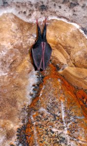 СПЕЛЕО-БИОЛОГИЧЕСКАЯ МЕЖДУНАРОДНАЯ ЭКСПЕДИЦИЯ «ПАМИРО-АЛАЙ — 2018″