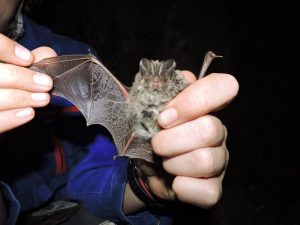 Photo of the international speleo-biological expedition – Alai-2018